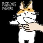 Do you have cat biscuits?