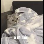 gatitos