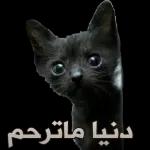شكرا لرع' v