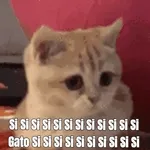 IS IS IS IS IS IS IS IS IS IS IS IS Gato Si Si Si Si Sİ Sİ Sİ Sİ Sİ Sİ