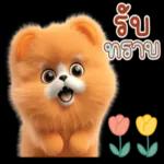 หมาเล็กๆน่ารัก😍
