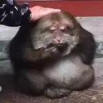 Monkeys
                            Get buck