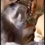 Monkey
