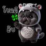 แมวดำ ฮิปโปแคระ