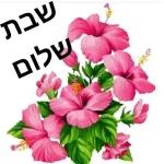שבת שלום