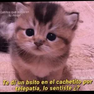 4BlDo1