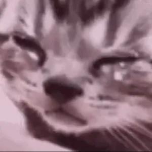 l7N4dM