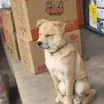 artist