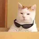 😽 Miau, eres lindo