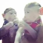 Monkey