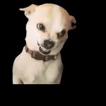 lo mejor de lo mejor