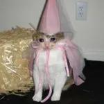 골드브라운 토피넛 라떼