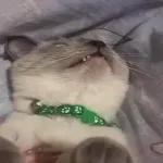 Pussy Cats