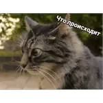 Верные друзья!!!