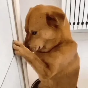 YBacoN