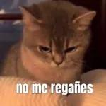 gatitos 