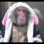 Monkeys
                            Get buck