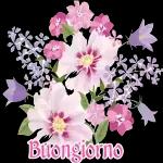 I fiori 🌷 di oggi,buongiorno