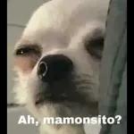 perrito
