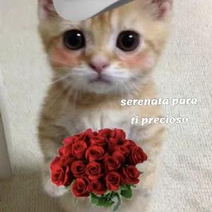 serenata para ti precioso - getsticker.com