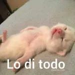 cero ganas...