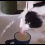 Videocats