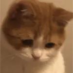 No picture today