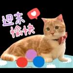 在幹森麼？小貓咪在呼叫中》〉》