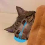 Gracias por el Visto