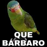 QUE PASO MI SHULA