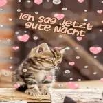 Kätzchen😘