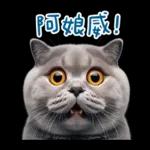 起肖貓貓★台語卡唬爛!