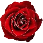 🌹 Para ti, sin palabras. ❤️