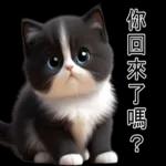 超可愛的黑白貓
