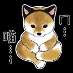 柴柴與貓咪 pack1