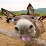 Hey Meri jan تمہارے بغیر کچھ اچھا نہیں لگتا۔