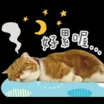 在幹森麼？小貓咪在呼叫中》〉》