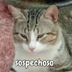 que miras bobo