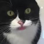 Funny Animals Gif