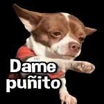 perrito