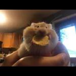 ratas y hamster