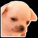 smile dog