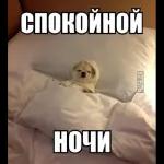 спокойной ночи 