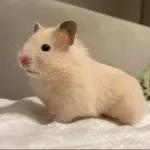 Hamsters