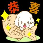 白貴賓犬表情包