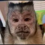monito 