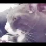 Videocats