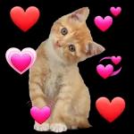 مافي poloo ديق