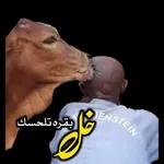 الشاى جاهز
