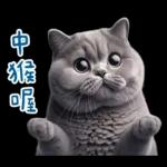 起肖貓貓★台語卡唬爛!